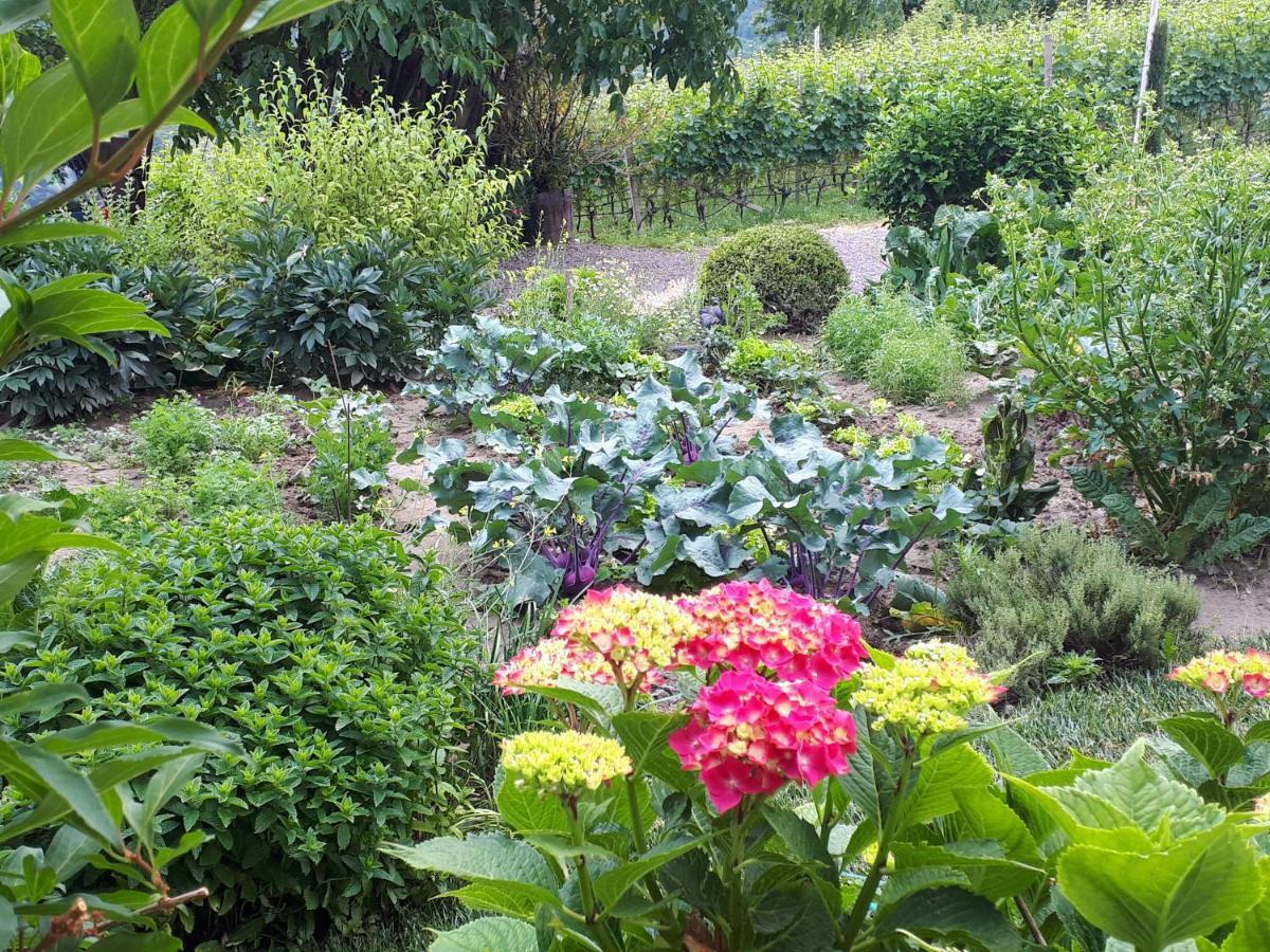 Weingut Weidlhof - Suite & Breakfast - Vacation For Wine Lovers Caldaro Exterior foto